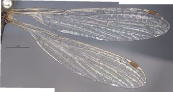 Media type: image;   Entomology 12143 Aspect: wing